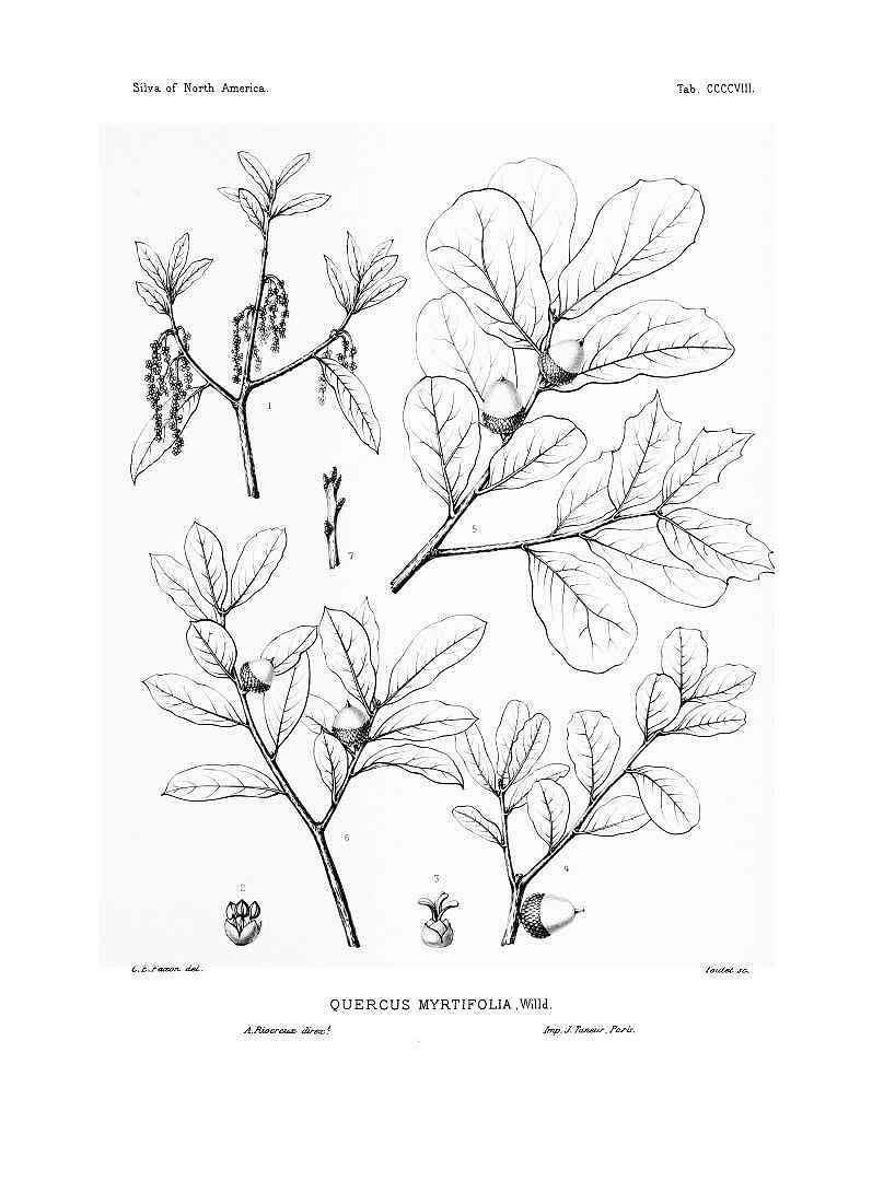 no HD illustration available (m1)