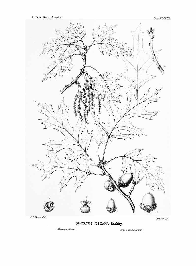 no HD illustration available (m1)