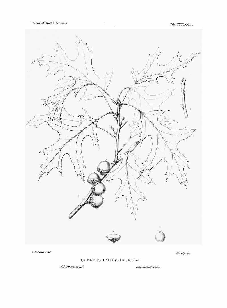 no HD illustration available (m1)