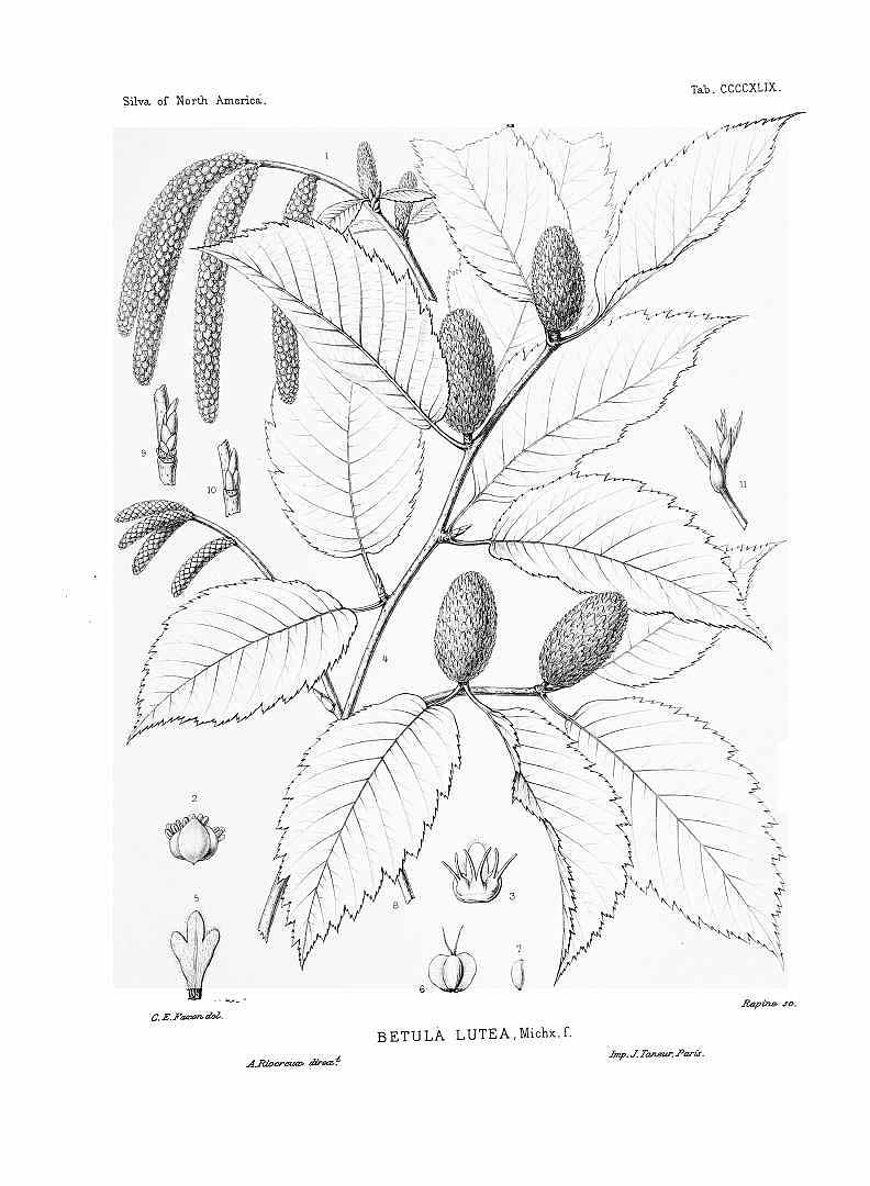 no HD illustration available (m5)