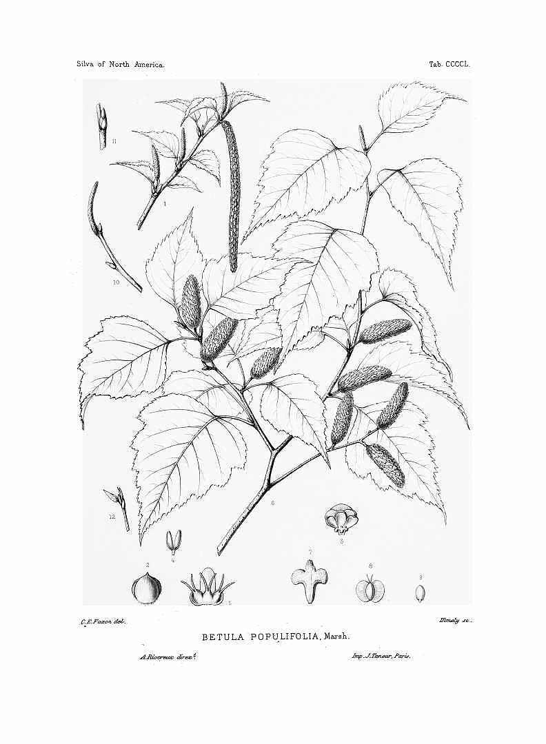 no HD illustration available (m5)
