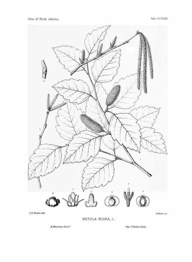 no HD illustration available (m5)