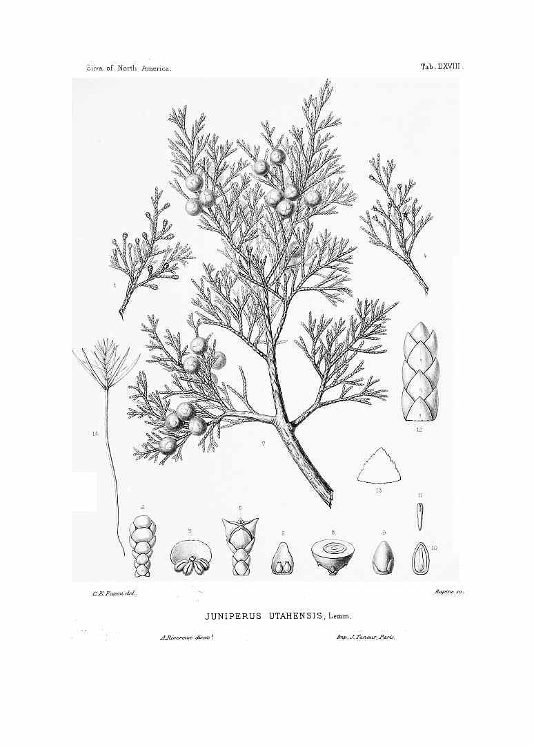 no HD illustration available (m5)