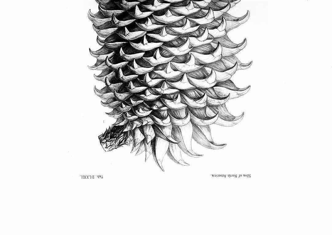 no HD illustration available (m5)