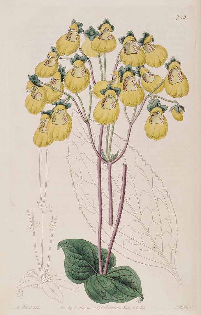no HD illustration available (m5)