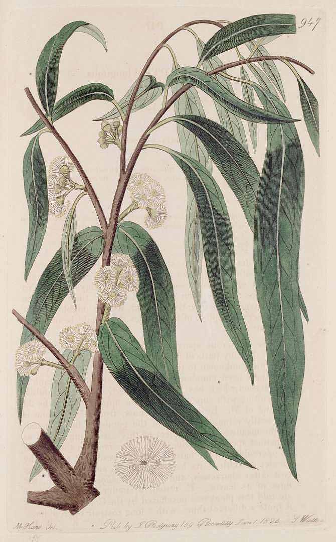 no HD illustration available (m5)