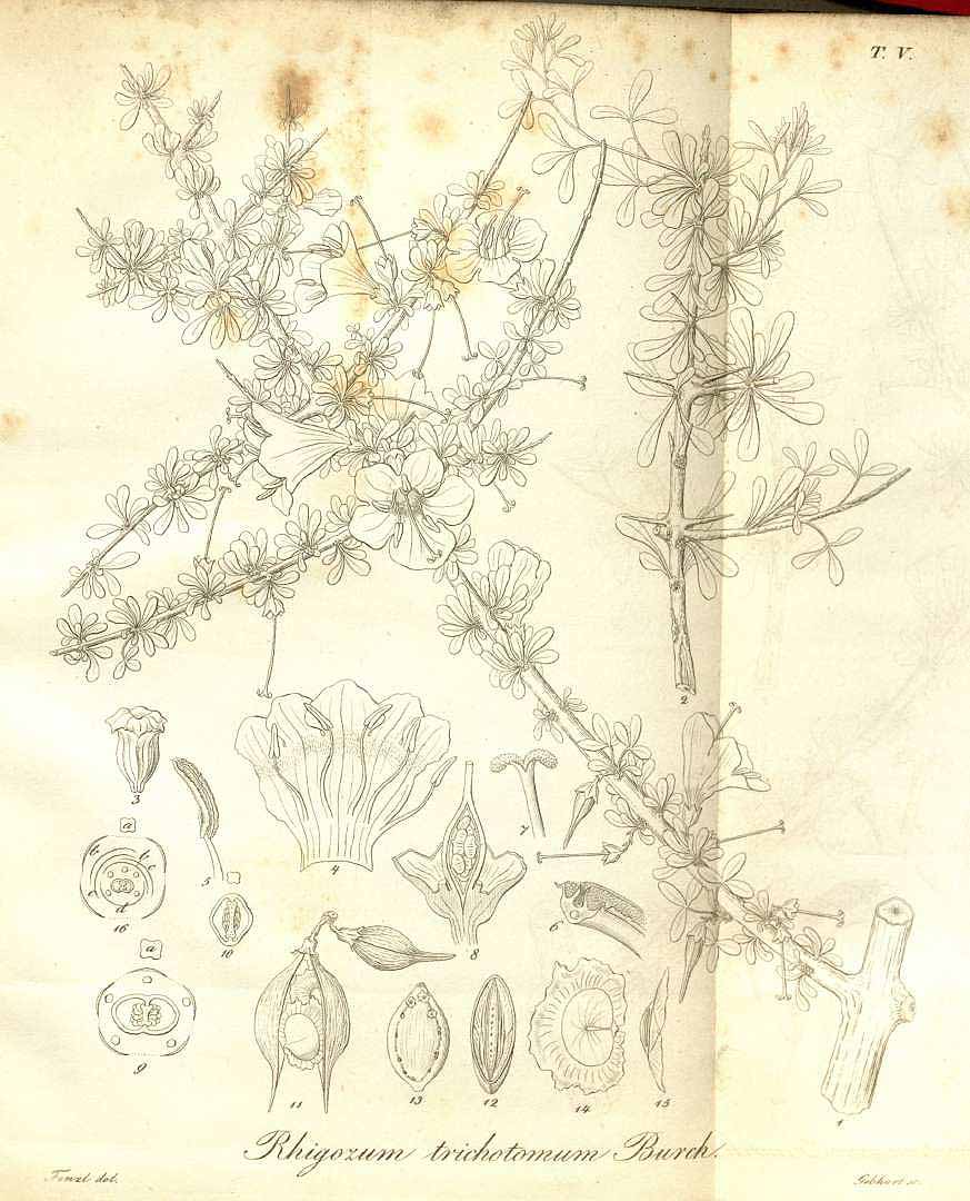 no HD illustration available (3)