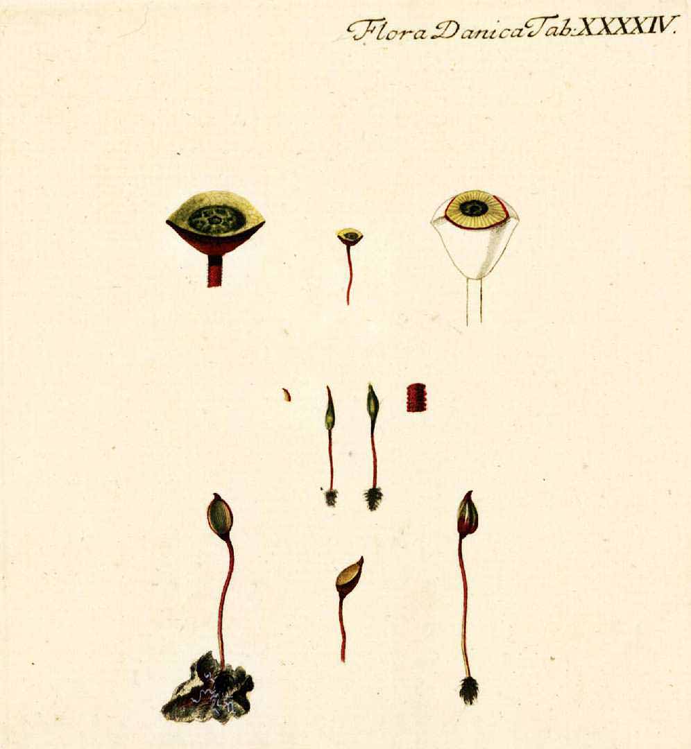 no HD illustration available (3)
