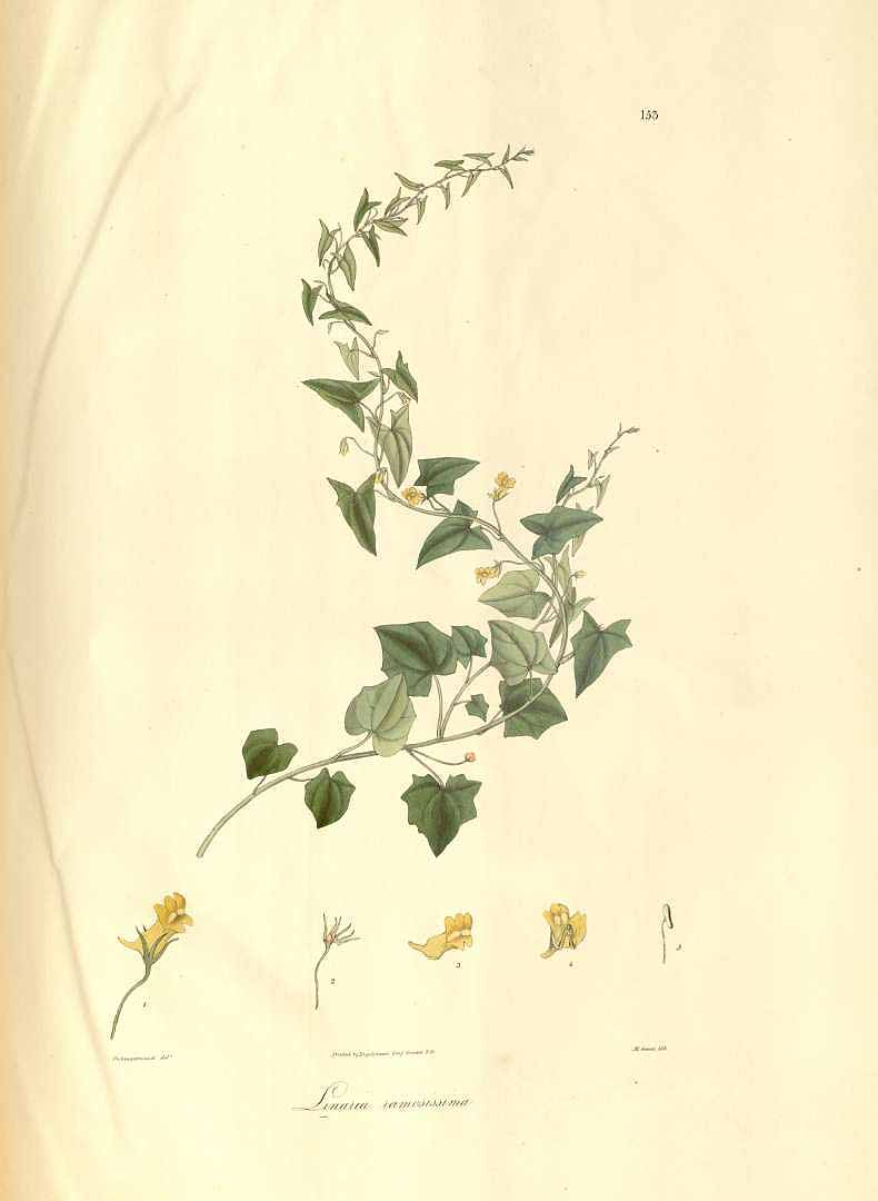 no HD illustration available (3)