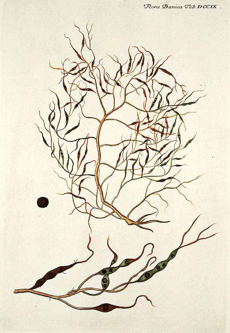 no HD illustration available (3)