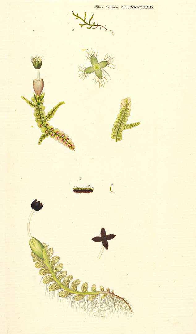 no HD illustration available (3)