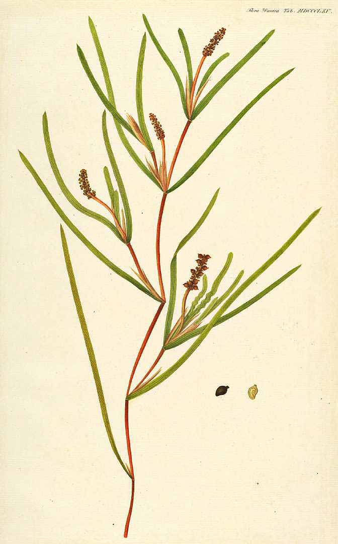 no HD illustration available (3)