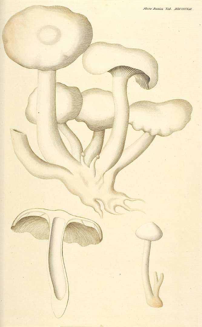 no HD illustration available (3)