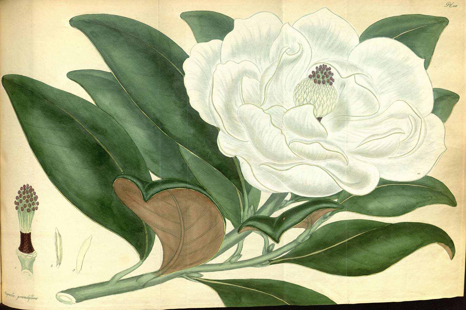 no HD illustration available (3)