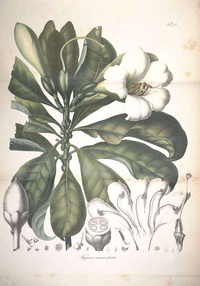 no HD illustration available (3)