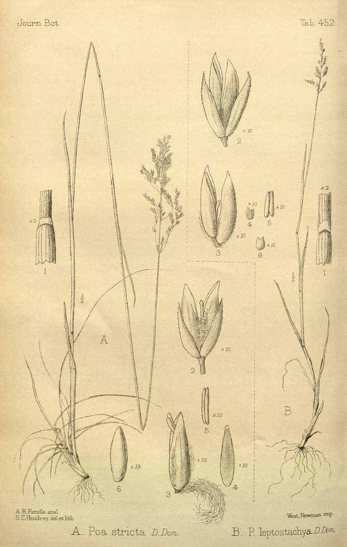 no HD illustration available (3)