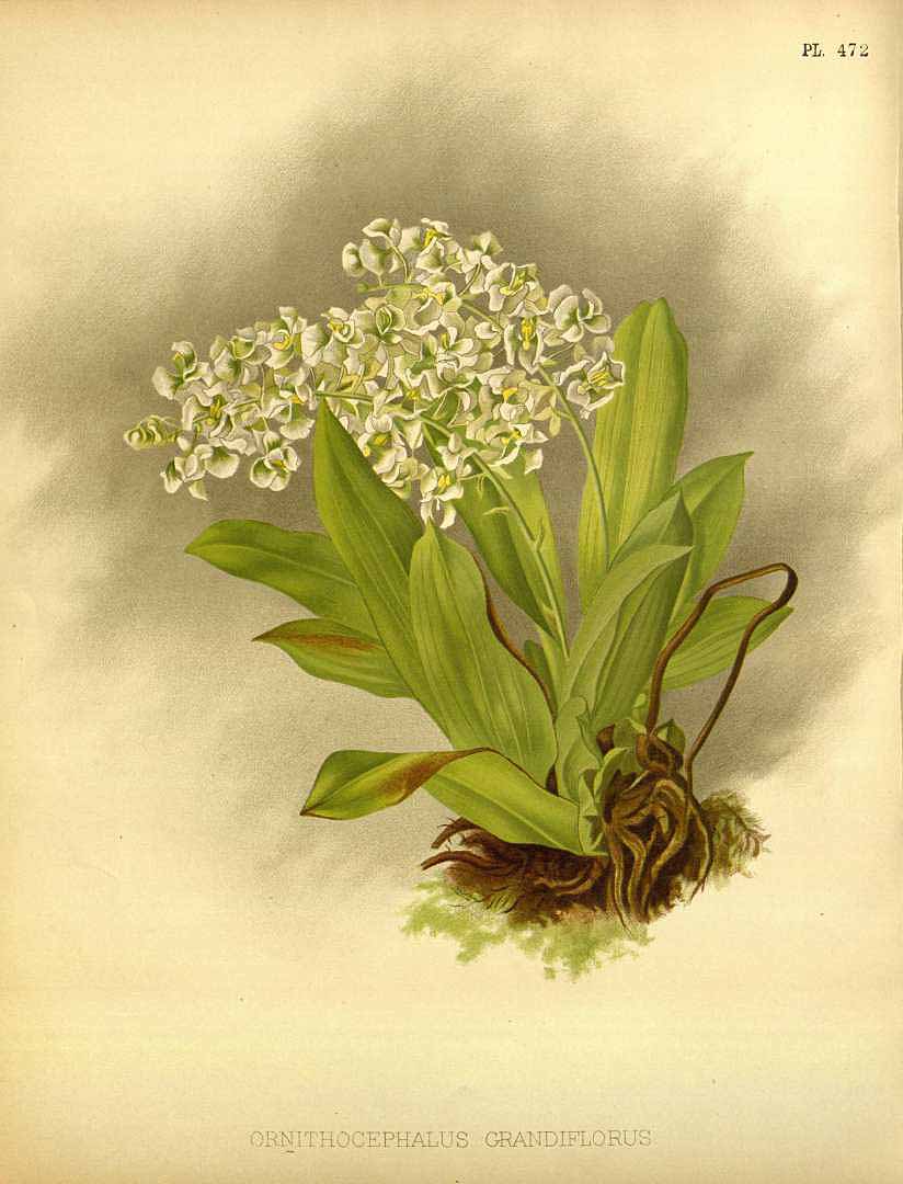 no HD illustration available (3)