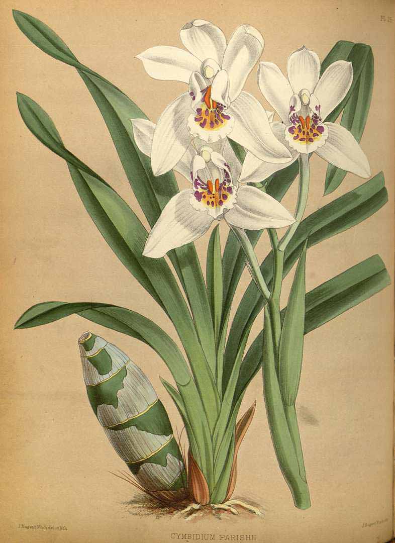 no HD illustration available (3)