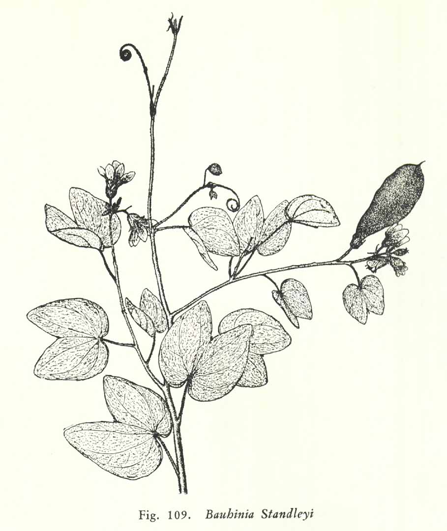 no HD illustration available (3)