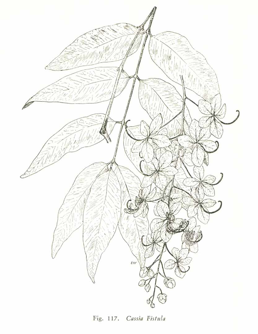 no HD illustration available (3)