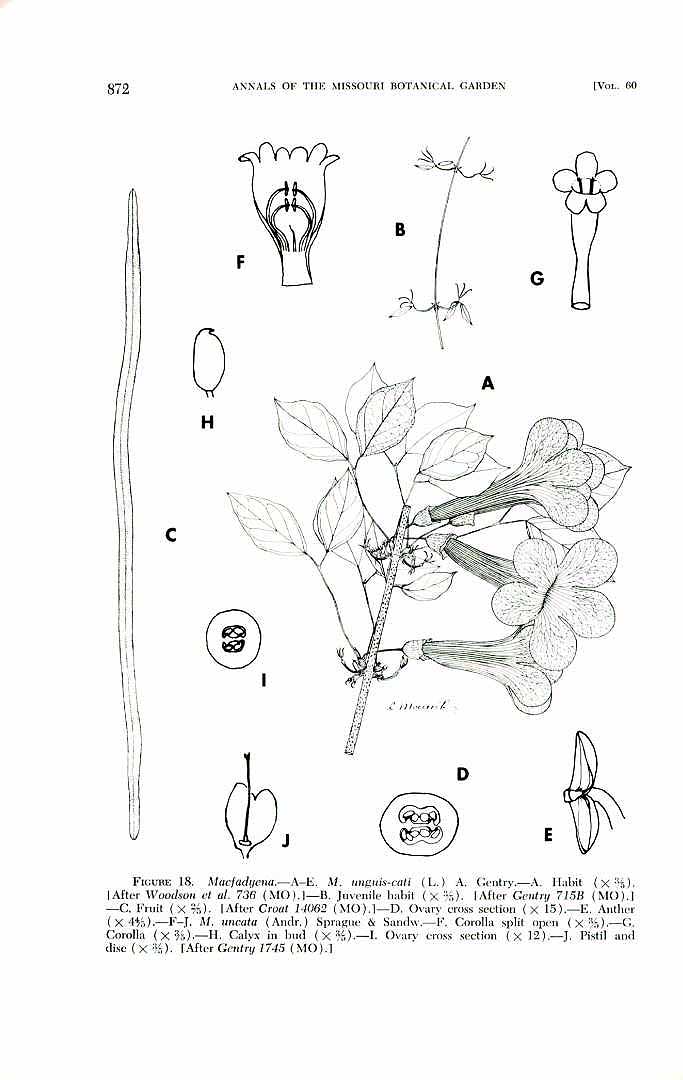 no HD illustration available (3)