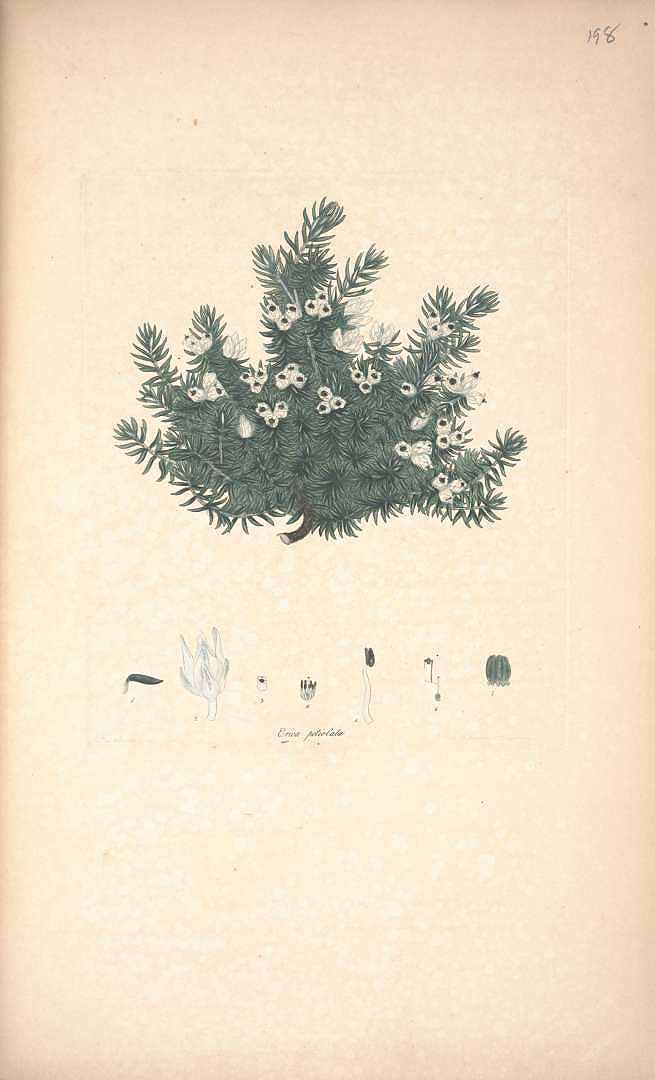 no HD illustration available (3)