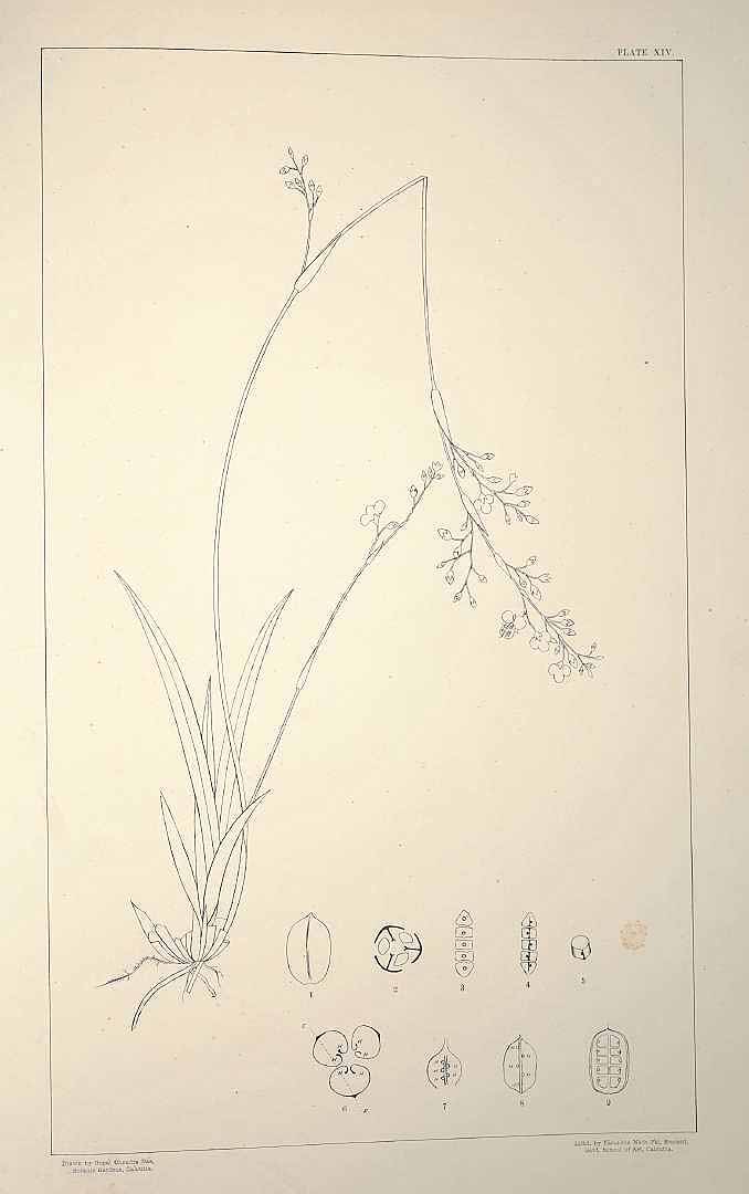 no HD illustration available (3)