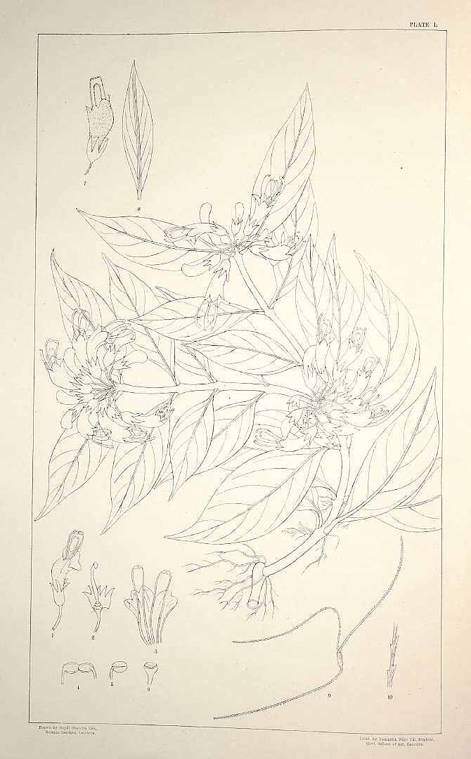 no HD illustration available (3)