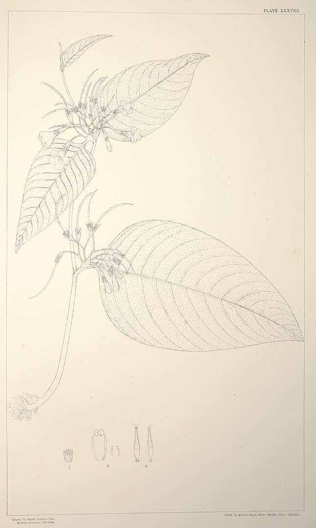 no HD illustration available (3)