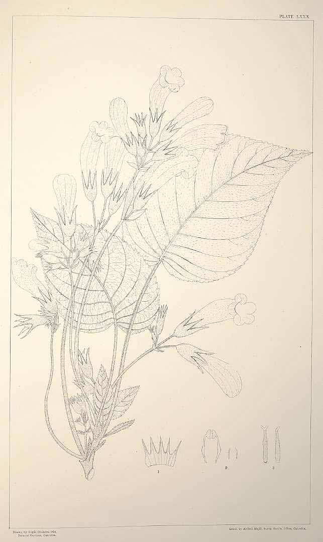 no HD illustration available (3)