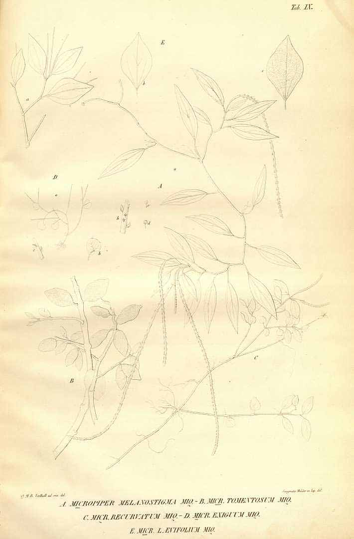 no HD illustration available (3)