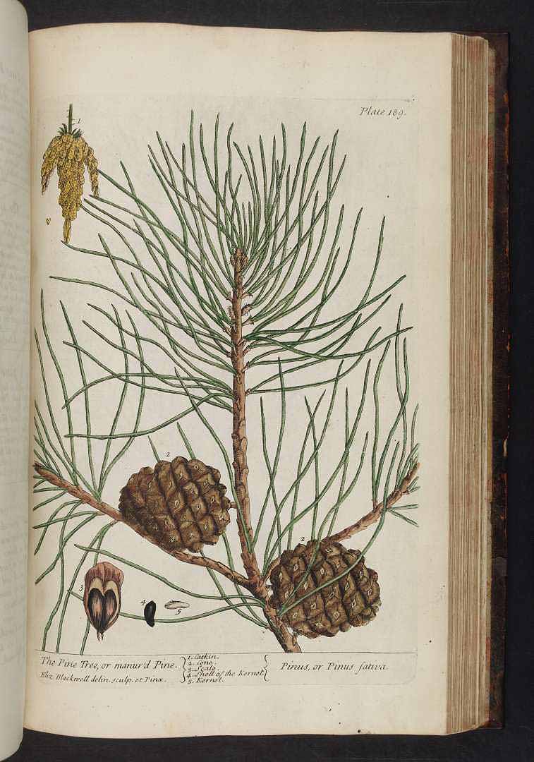 no HD illustration available (3)