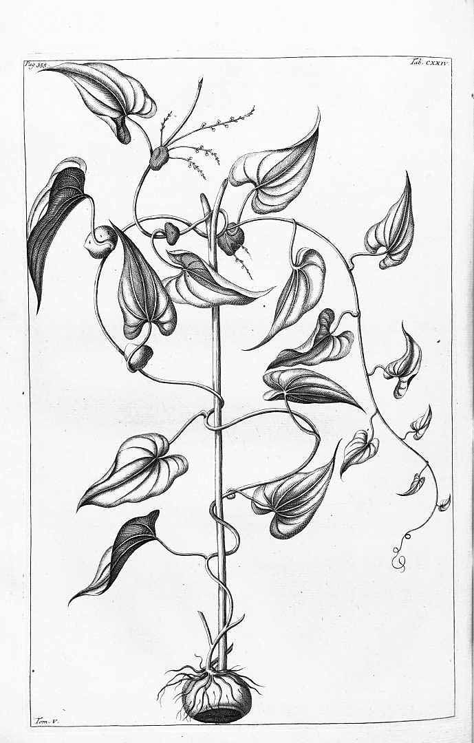 no HD illustration available (3)