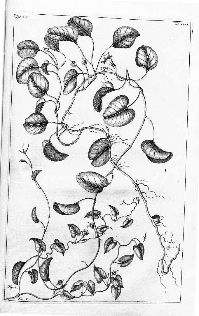 no HD illustration available (3)