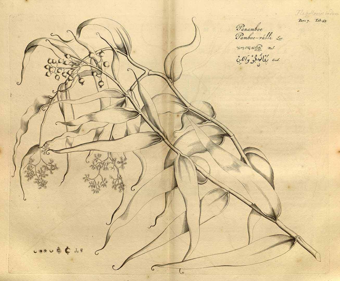 no HD illustration available (3)