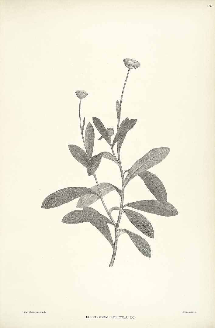 no HD illustration available (3)