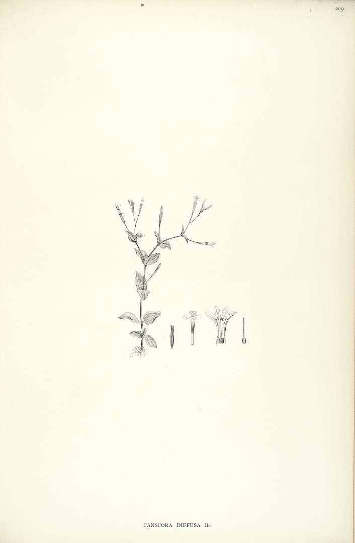 no HD illustration available (3)