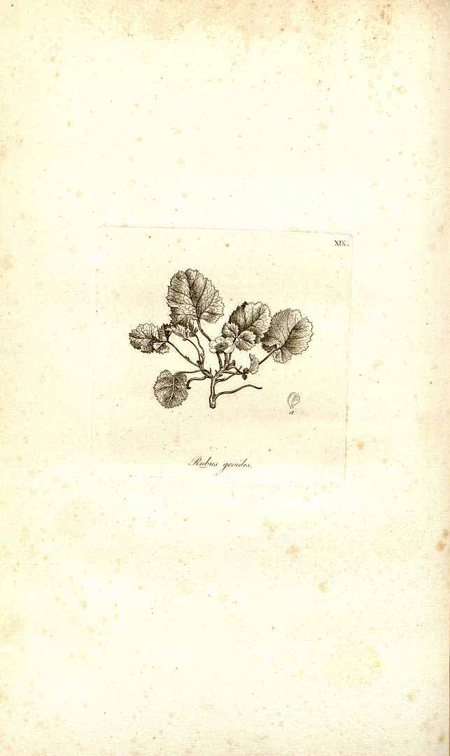 no HD illustration available (3)