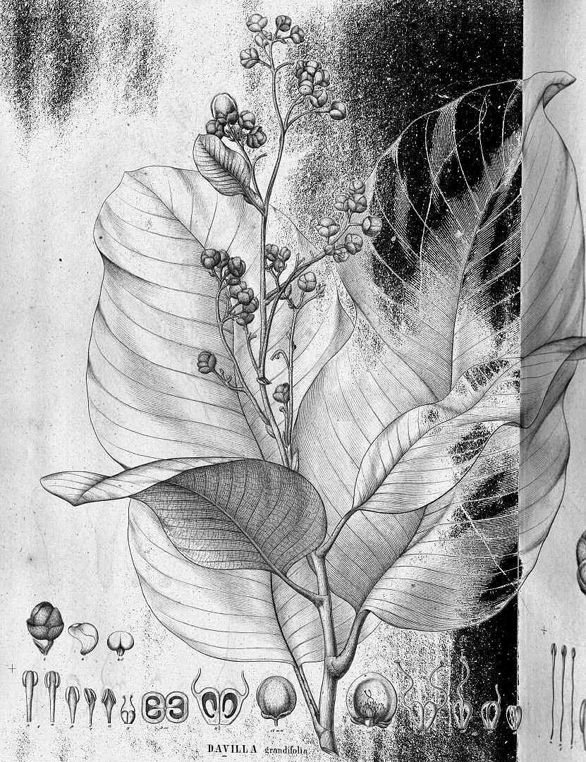 no HD illustration available (3)