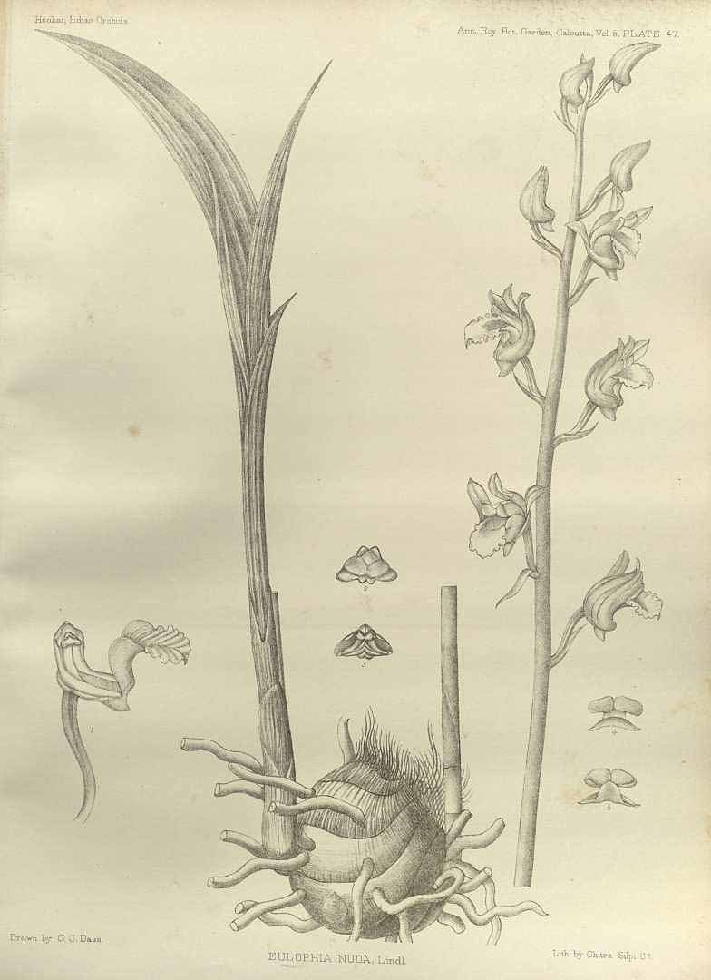no HD illustration available (3)