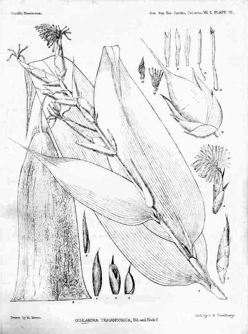 no HD illustration available (3)