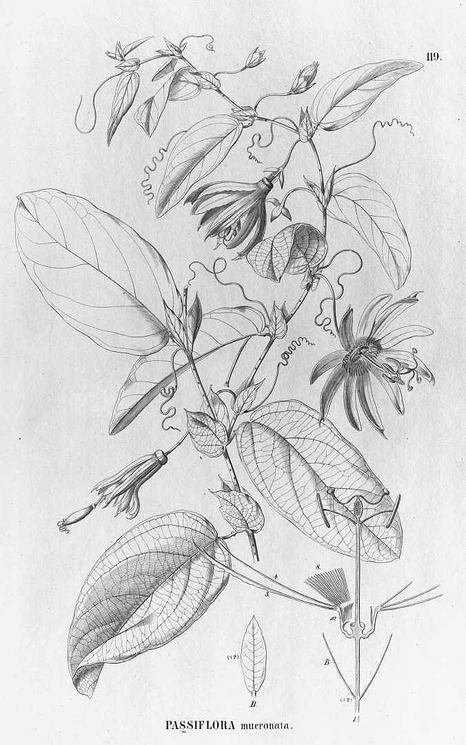 no HD illustration available (3)