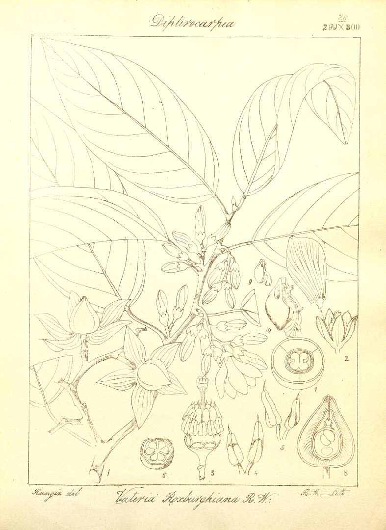 no HD illustration available (3)