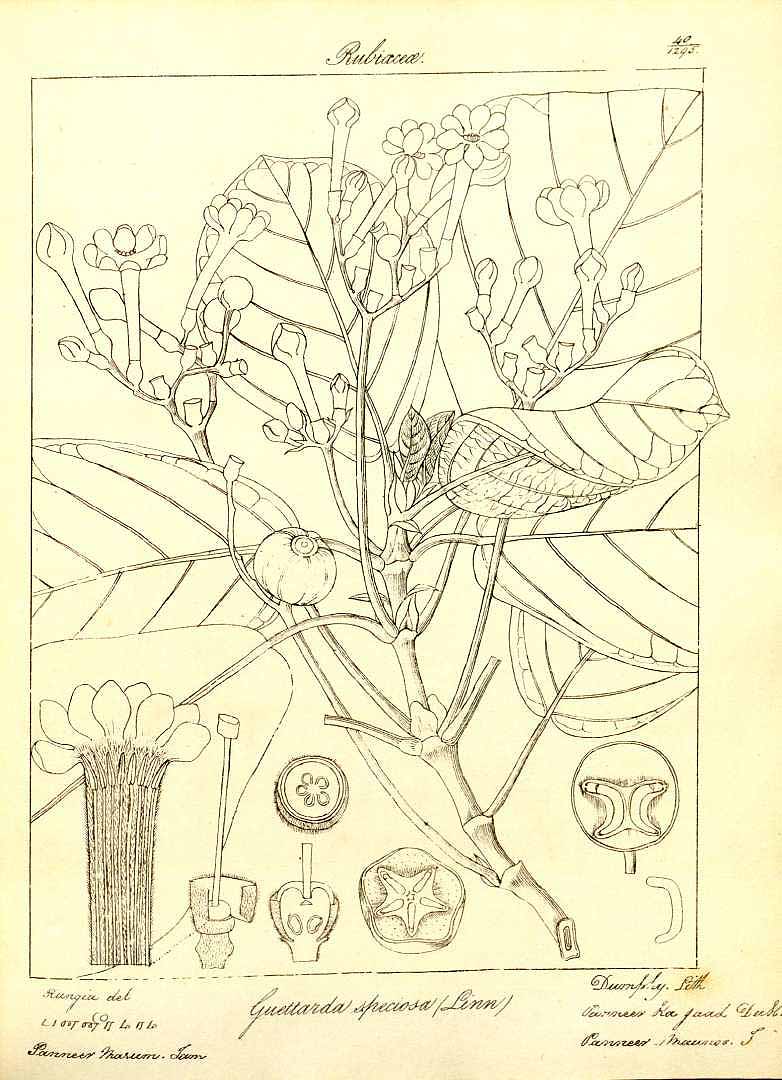no HD illustration available (3)