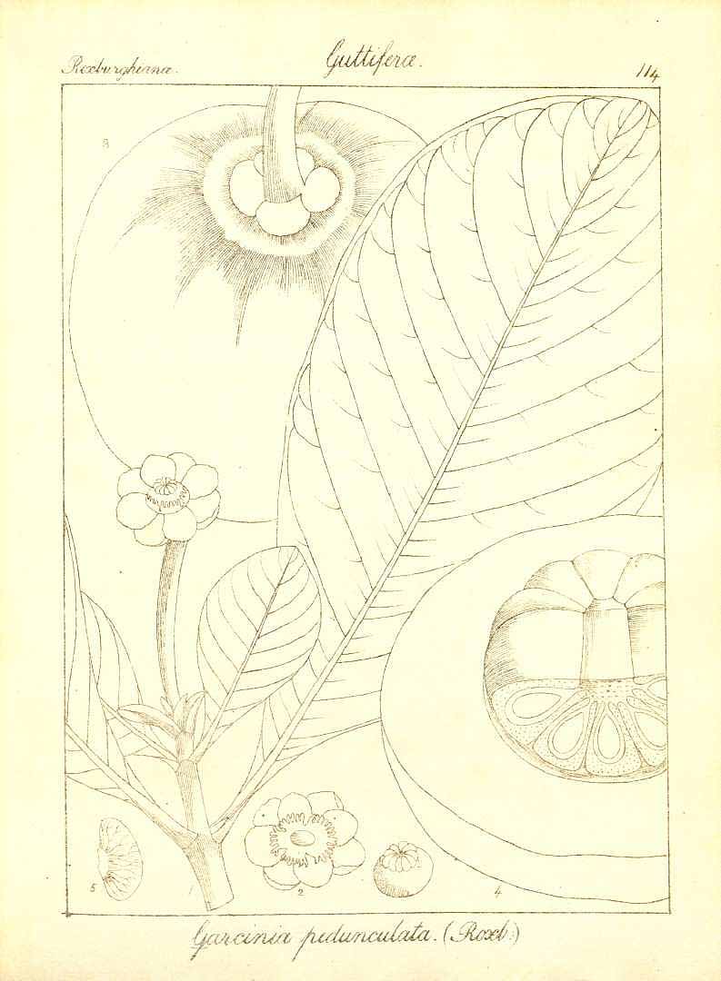 no HD illustration available (3)