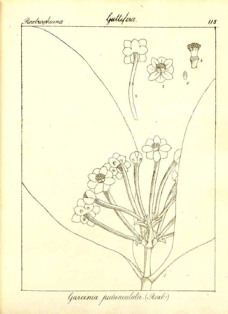 no HD illustration available (3)