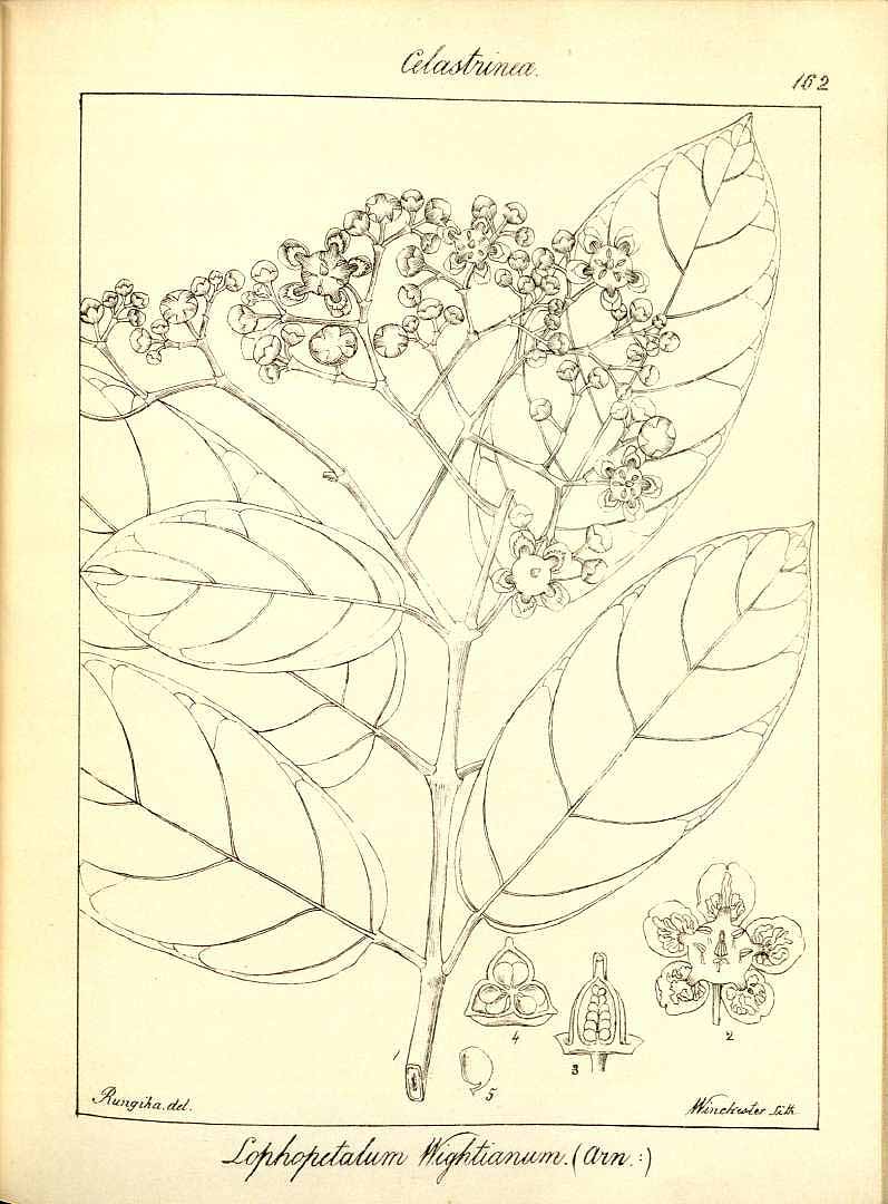no HD illustration available (3)