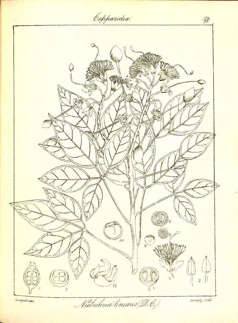no HD illustration available (3)