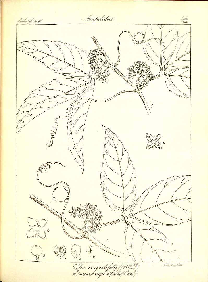 no HD illustration available (3)