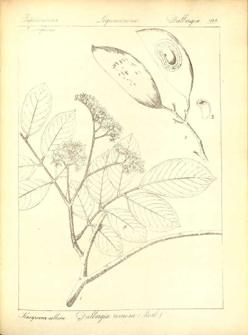 no HD illustration available (3)